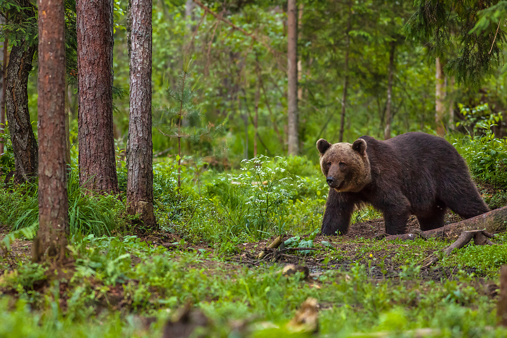 Forest Encounter