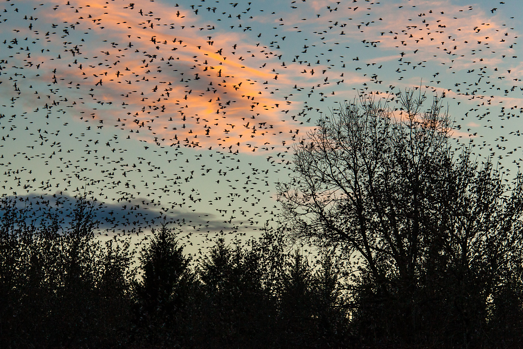 Brambling Invasion II